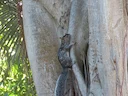Collie-seekhoring (Sciurus colliaei), 2 of 4