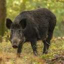 Aerial Hunters Mobilized as Australia Faces Post‑Flood Wild Boar Surge
Wild boars—one of the world’s most destructive invasive species—are once again in the spotlight as Aerial Hunters Mobilized as Australia Faces Post‑Flood Wild Boar Surge
Wild boars—one of the world’s most destructive invasive species—are once again in the spotlight as
