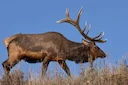 🦌 Pennsylvania Big Game Hunting 2026: Electronic Tagging Bill HB 2363 Heads to Senate

Pennsylvania hunters might finally be saying goodbye to fumbling with paper tags, 