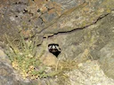 Weslike gevlekte stinkdier (Spilogale gracilis), 2 of 4
