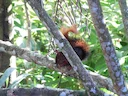 Noord-Amazoniese Rooi Eekhoring (Sciurus igniventris), 1 of 4