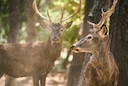 La Federación Andaluza de Caza pide que la nueva Ley de Montes reconozca la caza como uso forestal esencial en Andalucía

La Federación Andaluza de Caza reclama a la Junt
