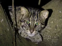 Viskatt