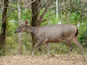 Indiese sambar (Rusa unicolor), 10 of 11
