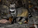 Indiese siveetkat (Viverra zibetha), 2 of 3