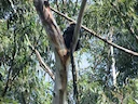 Nilgiri-langur