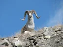Hunting in Govisümber Province, Mongolia: game, hunting seasons, unique hunting experience, Demographics, Associations and Clubs, Laws and Hunting Seasons

Deep in the so