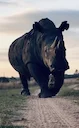 Rhino Hunting in Africa: A Comprehensive Guide for the Experienced Hunter

Rhino hunting in Africa remains a highly controversial and tightly regulated activity. This art