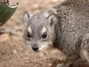 Struikhyraks