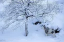 Remembering the rare Piebald Moose that was photographed by Thomas Morch in eastern Norway.
Sadly, she did pass away this year.
Photos by : Thomas Mørch
Credit : Mørch Fo