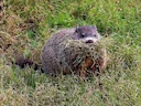 Aardhond