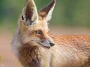 Rooibos (Vulpes vulpes), 4 of 11