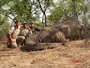 Hunting in the ZAMBEZI VALLEY: Wildlife, Traditions, and Challenges in One of Africa’s Most Iconic Hunting Destinations

The Zambezi River Valley, in the heart of Africa,