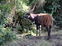 Oos-bongo (Tragelaphus eurycerus), 6 of 7