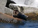Grysseehond (Halichoerus grypus), 4 of 12