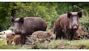 Faune et chasse: le sanglier
A l'exception de quelques communes urbaines, le sanglier est présent sur l'ensemble des Alpes-Maritimes depuis le littoral méditerranéen jusq