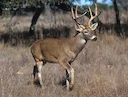 Witstertree (Witstertbok) (Odocoileus virginianus), 1 of 4