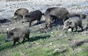 Bruxelles Dichiara la Calabria Libera dalla Peste Suina Africana

Una vittoria importante per la sanità animale italiana. La Commissione Europea ha ufficialmente certific