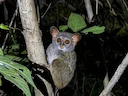 Siau-eiland-tarsier (Tarsius tumpara), 3 of 5