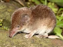Gelykvormige muismuis (Sorex isodon), 2 of 2