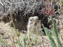 Washington-grondseekat (Urocitellus washingtoni), 4 of 4