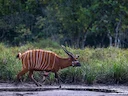Oos-bongo (Tragelaphus eurycerus), 3 of 7