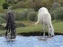 Cheval de Przewalski