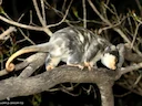 Australiese gevlekte koeskoes (Spilocuscus nudicaudatus), 5 of 5