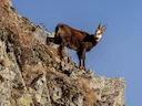 چمپار (کل کوهی) (Rupicapra rupicapra), 1 of 3