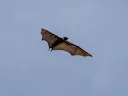 Marianne-vlermuis (Pteropus mariannus), 2 of 3