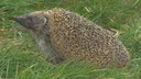 Der Igel, ein faszinierendes und charmantes Geschöpf, bewegt sich mit seinen stacheligen Härchen durch Gärten, Wälder und manchmal sogar städtische Umgebungen. Mit seiner