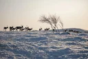 Utsjoki Hunting: Clubs and Communities, Geography, Demographics, Legislation, and Seasons

Located in Finland’s northernmost Lapland, Utsjoki offers hunters an untouched 