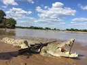 Crocodile hunting in Africa with a carbine: an exciting adventure and challenges
Crocodile hunting in Africa is not only entertainment for sophisticated hunters, but als Crocodile hunting in Africa with a carbine: an exciting adventure and challenges
Crocodile hunting in Africa is not only entertainment for sophisticated hunters, but als