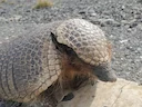 Dwerghulpskildpad (Zaedyus pichiy), 5 of 7