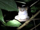 Siau-eiland-tarsier (Tarsius tumpara), 5 of 5