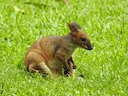 Rooipootpademelon (Thylogale stigmatica), 2 of 3
