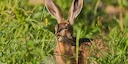 ATC Piacenza 1, vorzeitige Schließung der Hasenjagd angeordnet
Dies wurde in den letzten Stunden vom Landwirtschafts-, Jagd- und Fischereisektor der Region Emilia Romagna ATC Piacenza 1, vorzeitige Schließung der Hasenjagd angeordnet
Dies wurde in den letzten Stunden vom Landwirtschafts-, Jagd- und Fischereisektor der Region Emilia Romagna