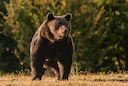 Jagd in Balzers, Liechtenstein: Jagdtypen, Saisonzeiten, Demografie der Jäger, Naturräume, Vereine, Interessante Fakten

Balzers, die südlichste Gemeinde Liechtensteins, 