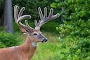 10 Amazing Facts About Velvet Antlers
Did you know velvet is hot to the touch and has its own insect repellent?
Over the next three months, buck racks will grow at a fast 10 Amazing Facts About Velvet Antlers
Did you know velvet is hot to the touch and has its own insect repellent?
Over the next three months, buck racks will grow at a fast