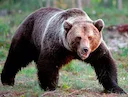 Parlamento Europeo Riconosce la Gravità del Problema dei Grandi Carnivori nei Territori Alpini

Una svolta storica nella gestione della fauna selvatica nelle regioni mont