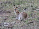 Bergrietbok (Redunca fulvorufula), 2 of 4