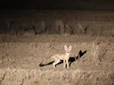 Kitvos (Vulpes macrotis), 1 of 7