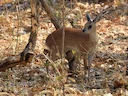 Sharpe se grysbok (Raphicerus sharpei), 1 of 6
