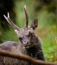 An old County Kerry Sika stag with an eye injury and antlers going back.

