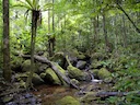 Measuring biodiversity in a world of tree-planting pledges
Of the roughly 60,000 known tree species on Earth, each plays a vital role in sustaining life: capturing carbo Measuring biodiversity in a world of tree-planting pledges
Of the roughly 60,000 known tree species on Earth, each plays a vital role in sustaining life: capturing carbo
