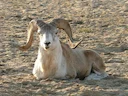 Argali (Marco Polo-sau)