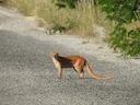 Jaguarundi-kat