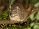 Suiderboomhyraks