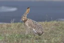 Outdoor Insights: What's Behind the Disappearance of Minnesota's Jackrabbits?
With Pheasant Fest drawing thousands of upland enthusiasts to Minneapolis this weekend, eve Outdoor Insights: What's Behind the Disappearance of Minnesota's Jackrabbits?
With Pheasant Fest drawing thousands of upland enthusiasts to Minneapolis this weekend, eve