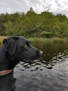 Heureuse de vous annoncer la naissance des 6 chiots issue du mariage de Rivale des Geguis et de Tweed du château de bigny 

4 femelles noires 
2 mâles noirs
Disponible 3 